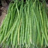 Moringa Oleifera Fruit