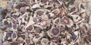 Moringa Oleifera Seed