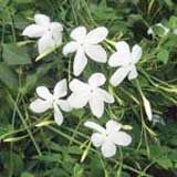 Jasmine Grandiflorum Absolute