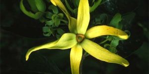 Ylang Ylang Oil