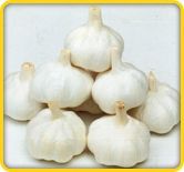 Himachal Garlic