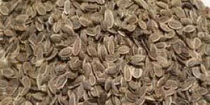 Dill Seeds
