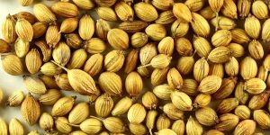 Coriander Seeds