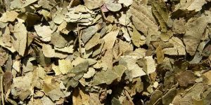 Dried Curry Leaves