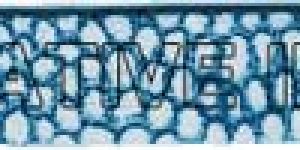 VINTAGE FLAT LEATHER CORD STINGRAY