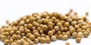 Coriander Seeds