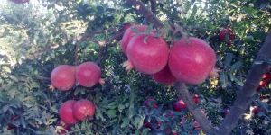 Pomegranate Consulting Services