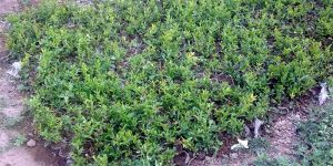 Pomegranate Plantation Services