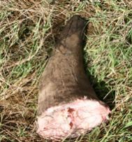 ELEPHANT TUSKS AND RHINO HORN