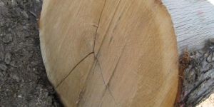 Timber Wood And Logs