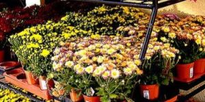 Cut Flowers For Bouquets