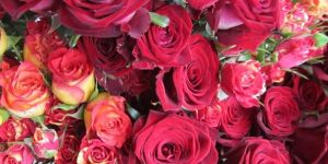 Fresh Roses