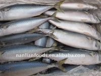 Mackerel Fish