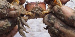 Mud Crab