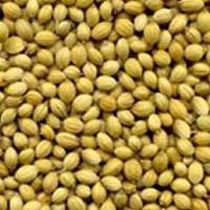Coriander Seeds