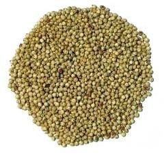 Sorghum