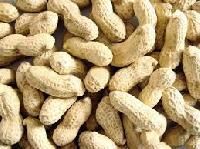 Groundnut Shell