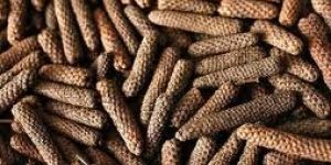 Long Pepper