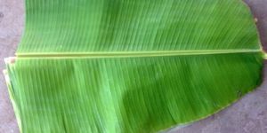 Banana Leaf