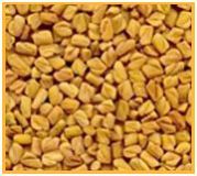 Fenugreek Seed