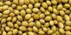 Coriander Seeds