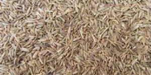 Cumin Seeds