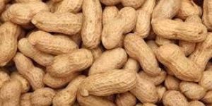 Shelled Peanuts