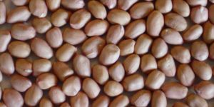 Groundnut Kernels