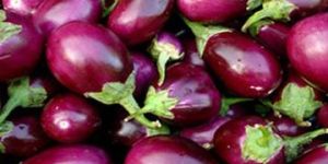 Fresh Brinjal