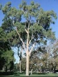 Lemon Eucalyptus Tree