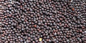 Mustard Seeds