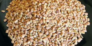 Whole Fenugreek Seeds