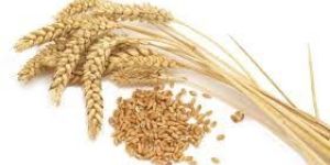 Wheat