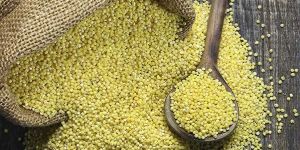 Yellow Millet Seeds