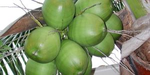 Fresh Tender Coconuts