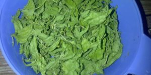 Dried Stevia Leaves