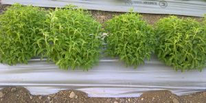 Stevia Buy Back Agreement