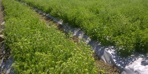 Stevia Cultivation