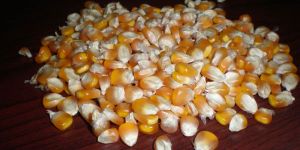 Yellow Corn
