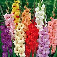 Gladiolus Flower