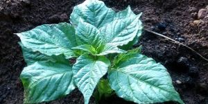 Bhut Jolokia Seedling