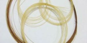 Catgut Surgical Sutures