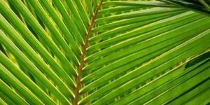 Coconut Leaves