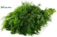 Dill Leaves