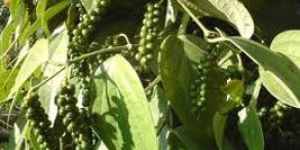 Black Pepper Plant