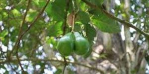 Butter Fruit