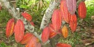 Cocoa Plant