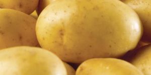 Potato