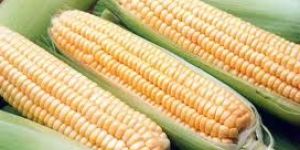 Sweet Corn