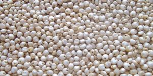 White Sorghum